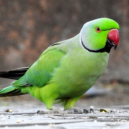 Rose-ringed Parakeet